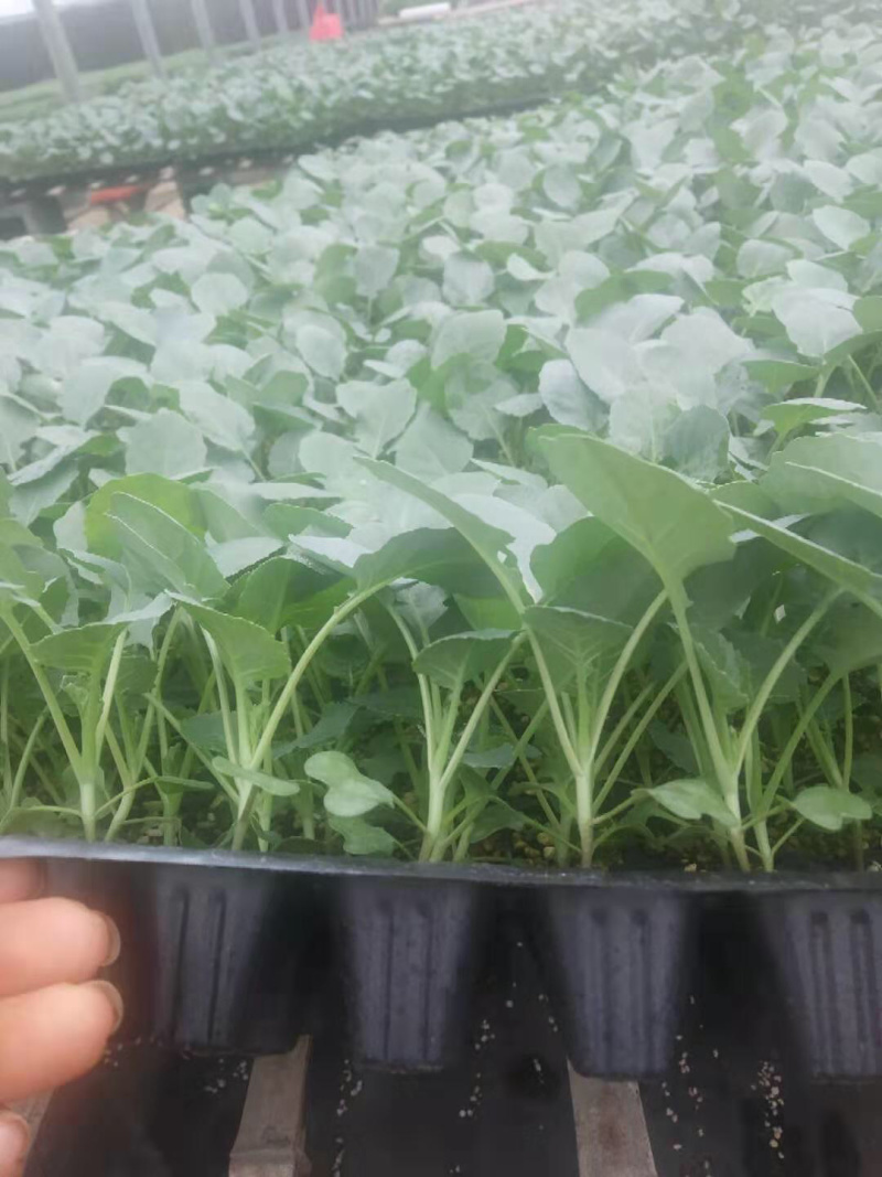 松花菜苗优质种苗精心培育成活率高的
