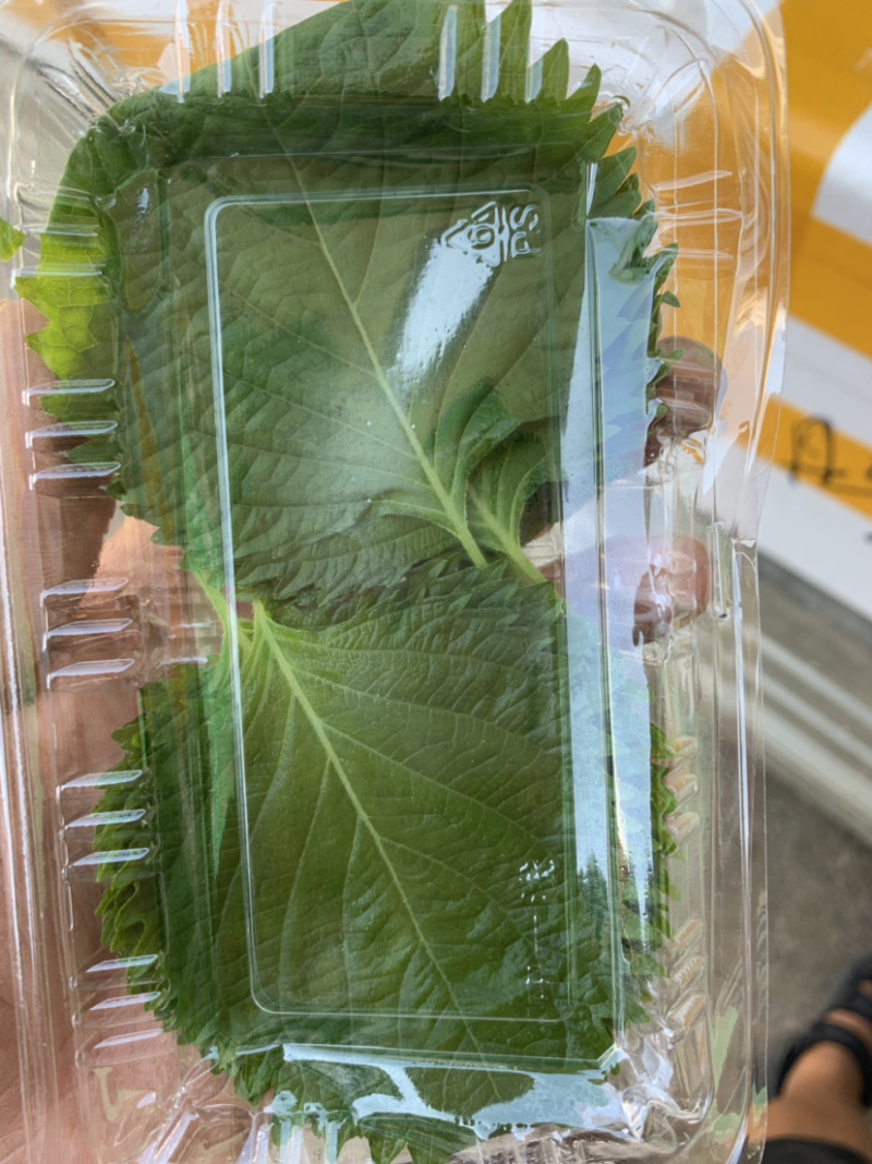 苏子叶
