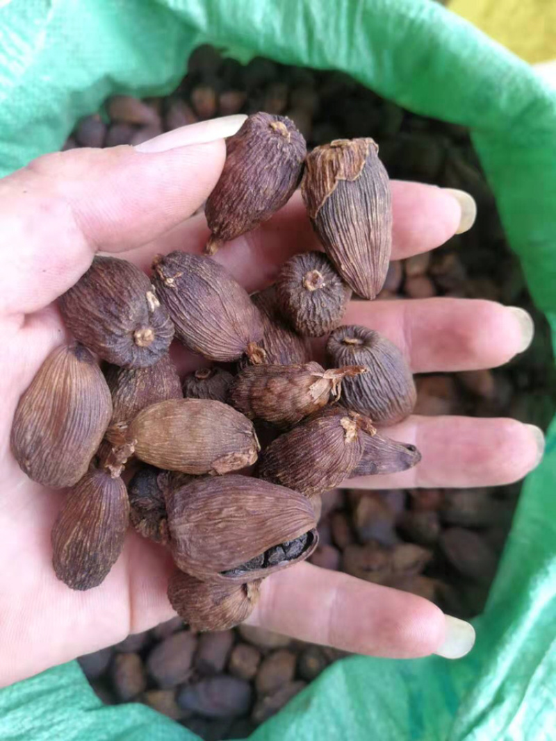 野生草果