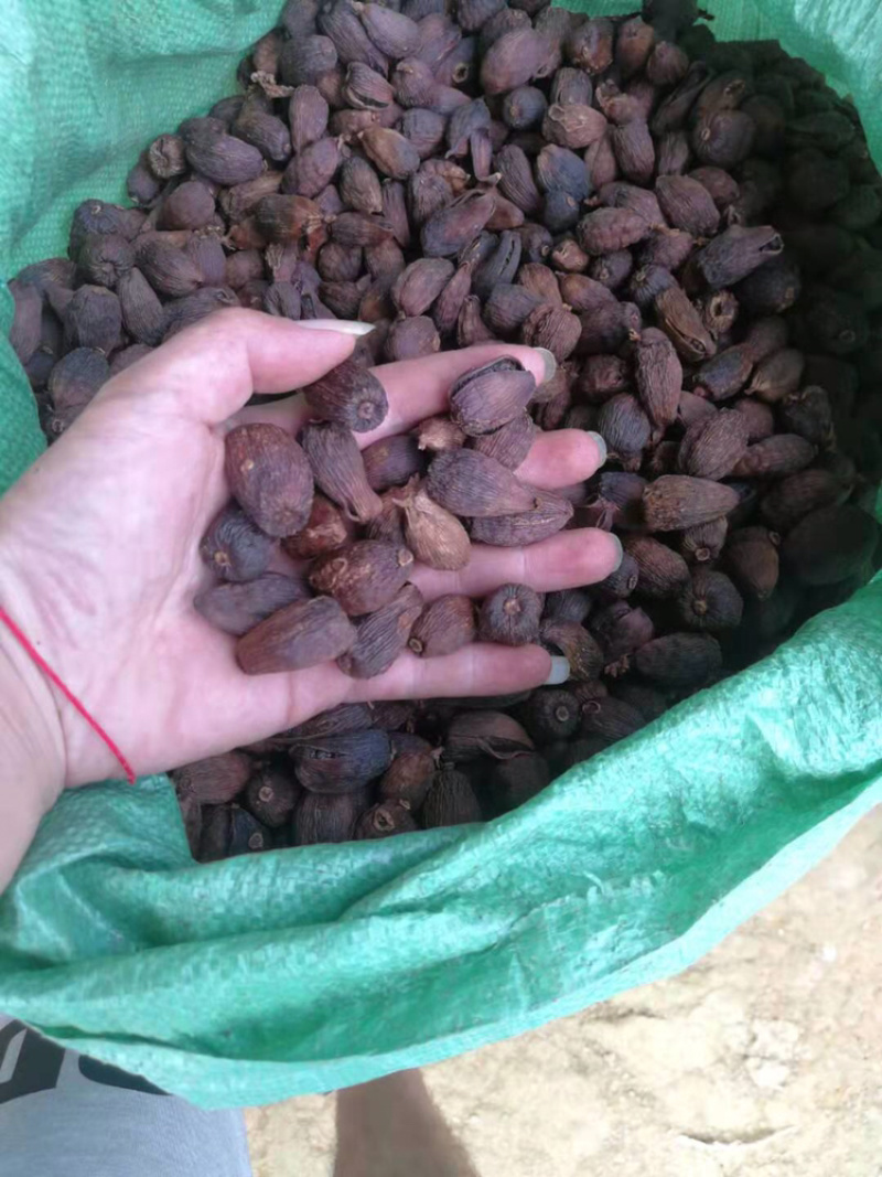 野生草果