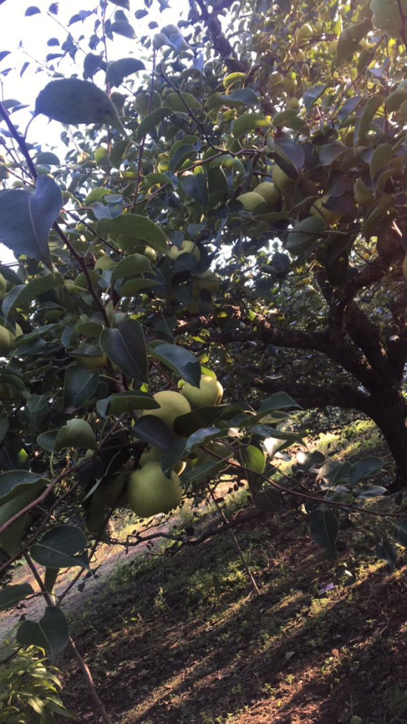 砀山酥梨