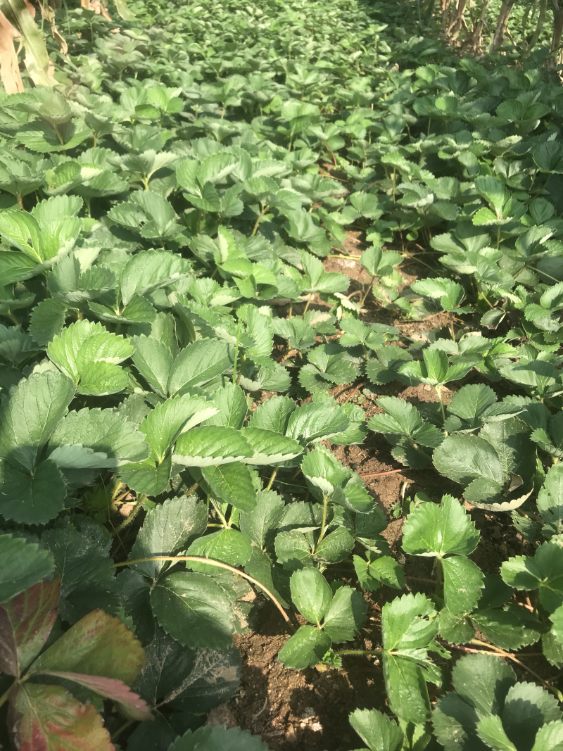 达塞草莓苗品种齐全大量有货欢迎预定