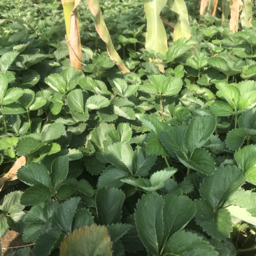 达塞草莓苗品种齐全大量有货欢迎预定