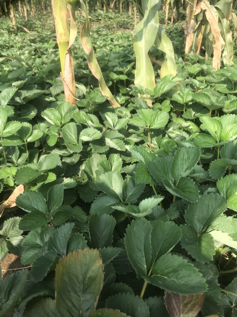 达塞草莓苗品种齐全大量有货欢迎预定