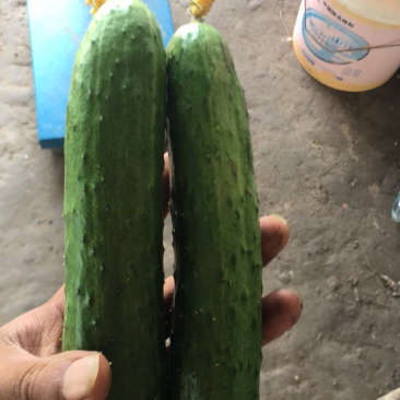 黄瓜