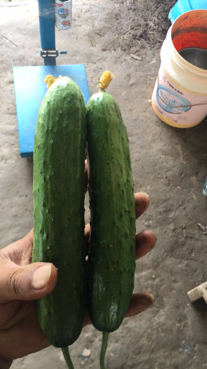 黄瓜