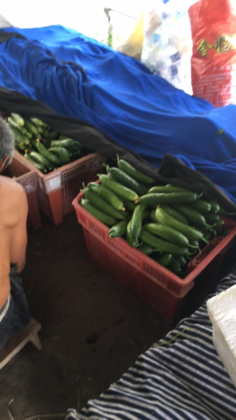黄瓜