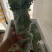 马家沟芹菜