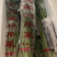 马家沟芹菜