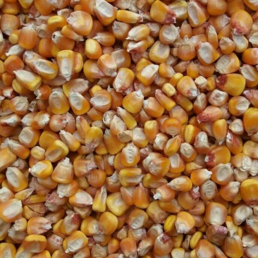 玉米粒4~6mm30~60目