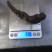 草血竭鲜种