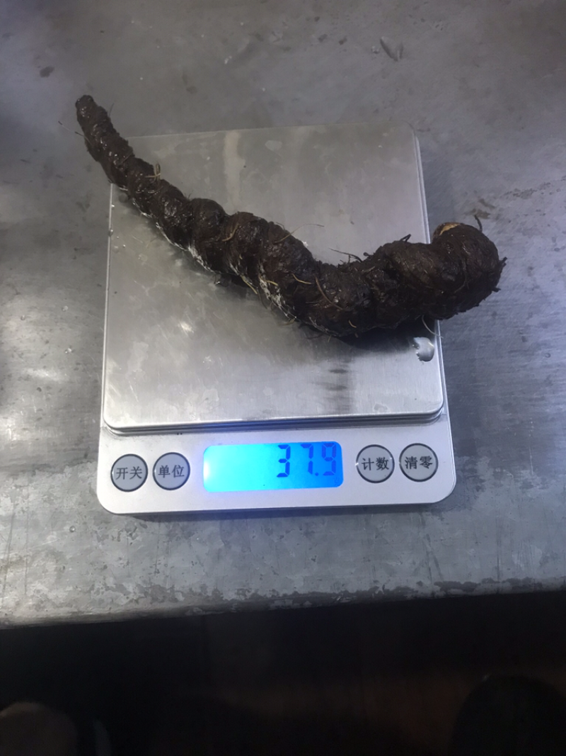 草血竭鲜种
