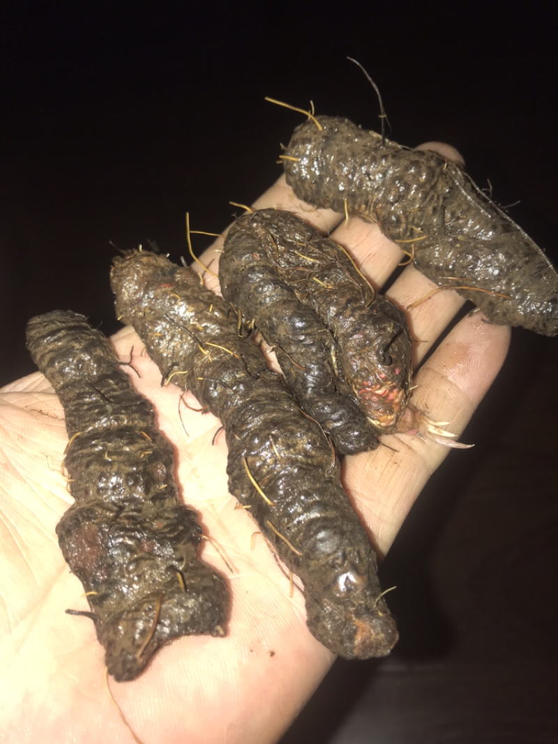 草血竭鲜种