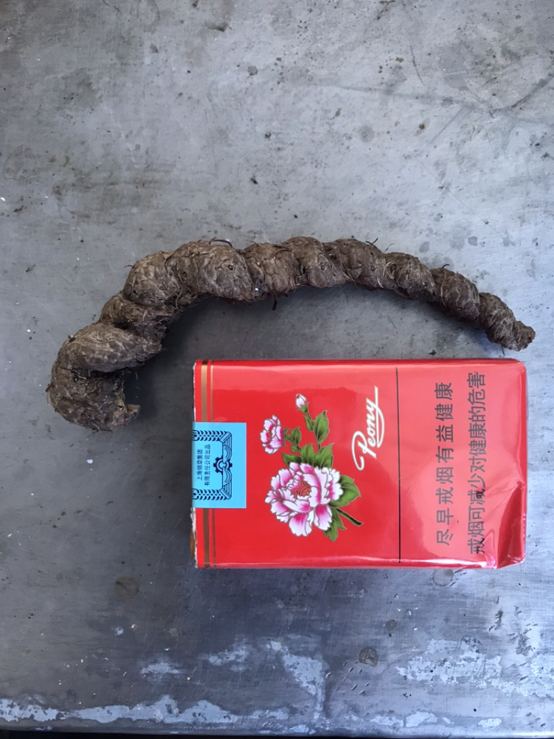 草血竭鲜种