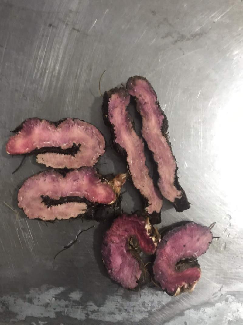 草血竭鲜种