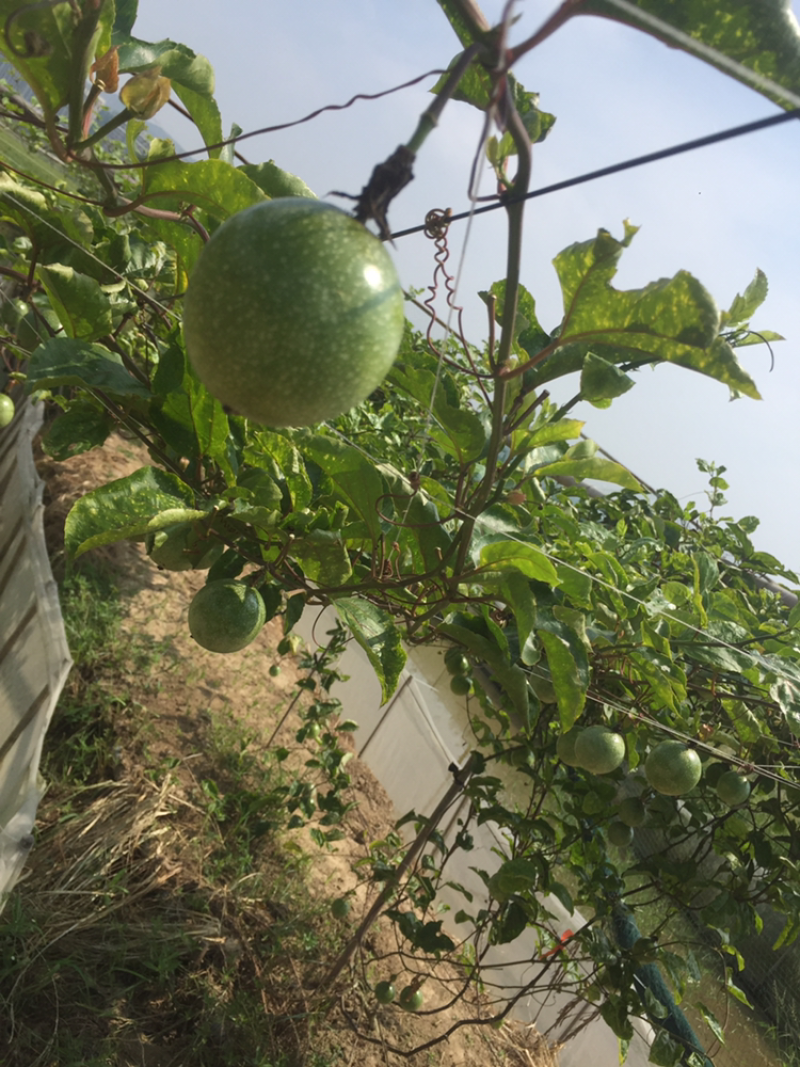 黄金百香果