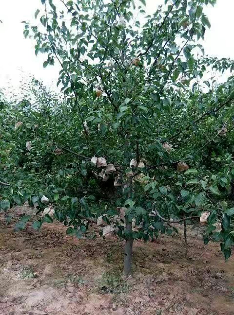 酥梨350~400g纸袋