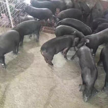 苏太母猪，产仔多，买8头母猪送一公猪、3头起、全国