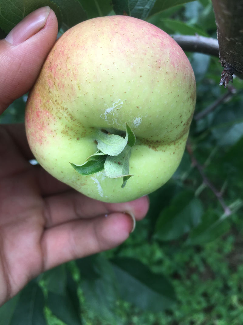 盐源苹果