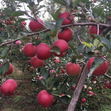 盐源苹果