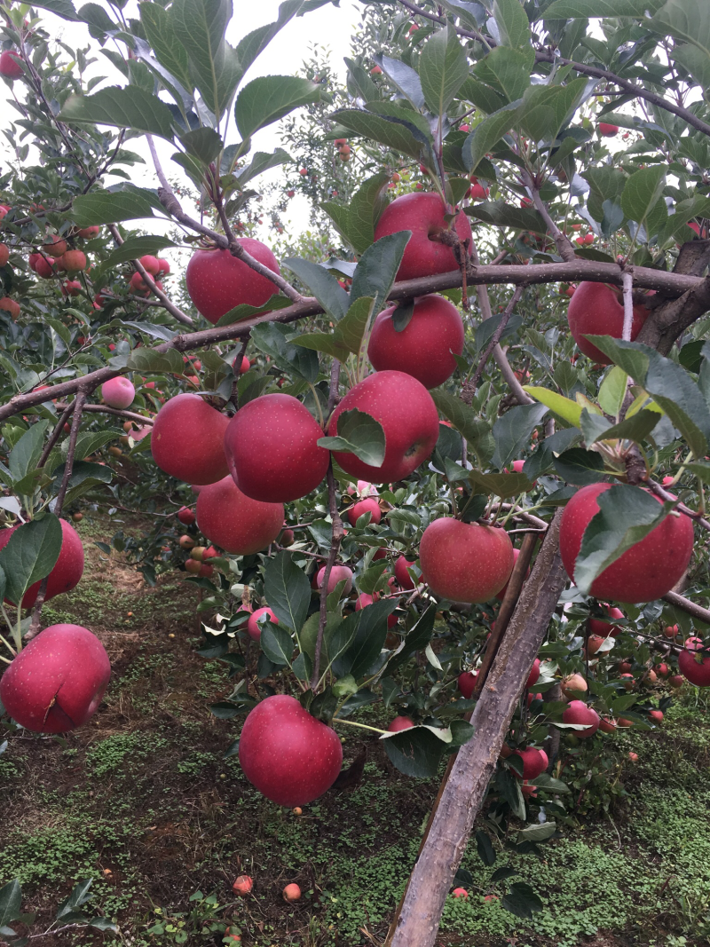 盐源苹果