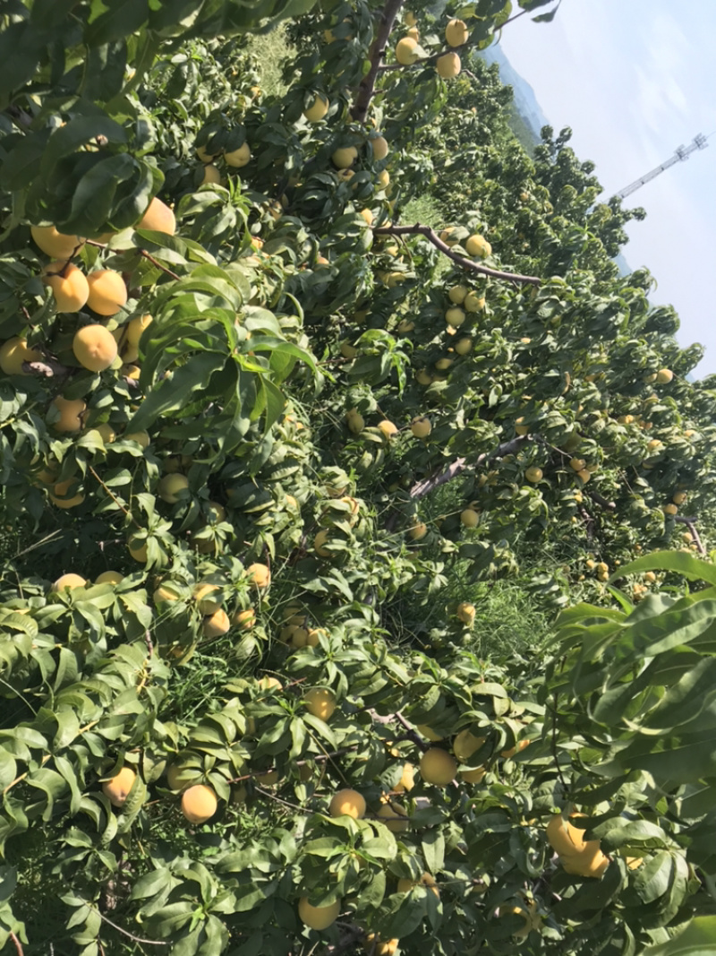 金皇后黄桃，全国代发，质量保证电商，加工厂联系，中介免谈