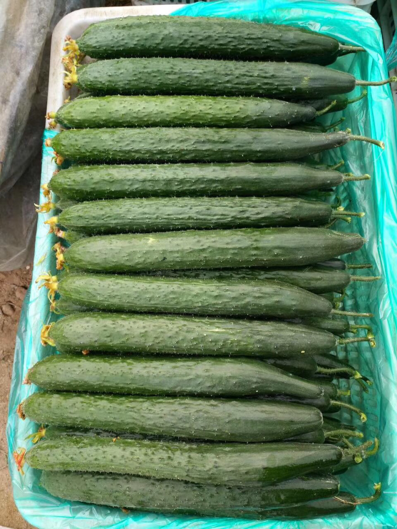 黄瓜