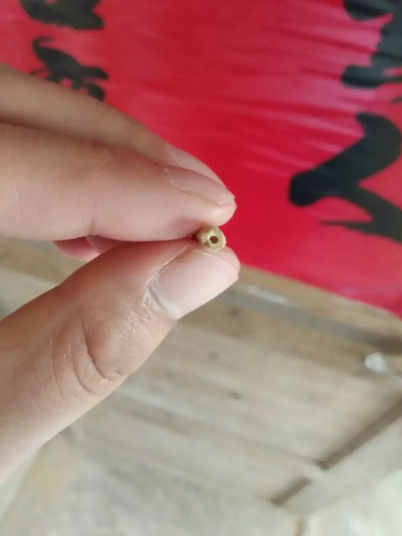 远志抽芯远志半斤拿样一件半斤