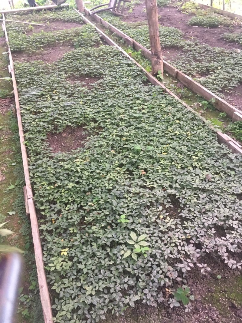 湖北中药材，优质竹节参大量有货，一手货源