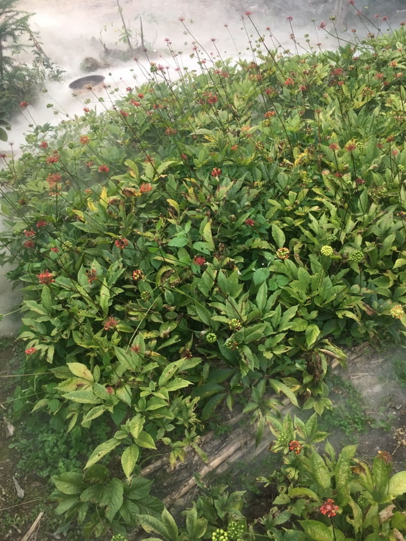 湖北中药材，优质竹节参大量有货，一手货源