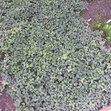 湖北中药材，优质竹节参大量有货，一手货源