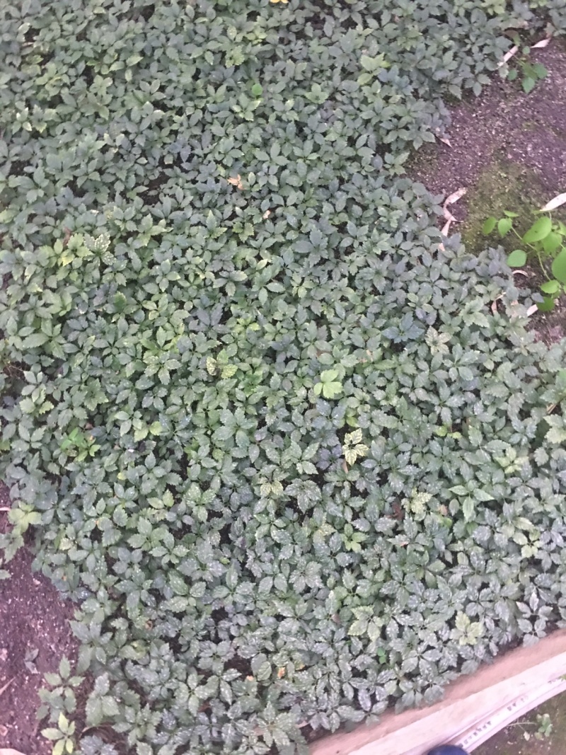 湖北中药材，优质竹节参大量有货，一手货源