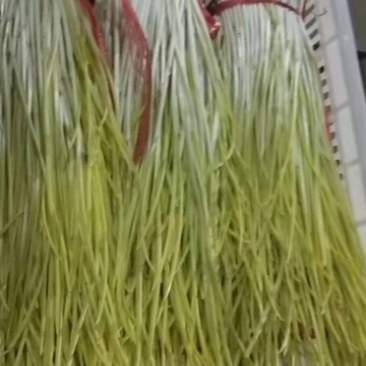 蒜黄