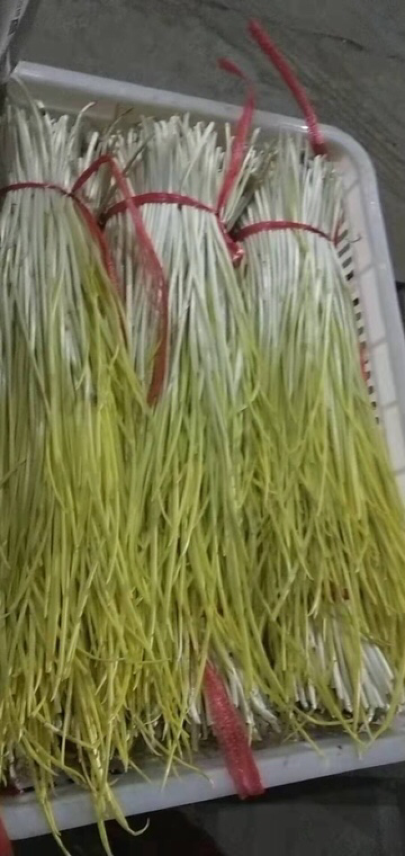 蒜黄
