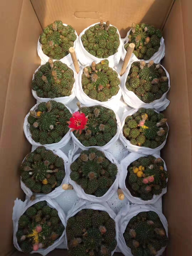 各种多肉组合起球应有尽有