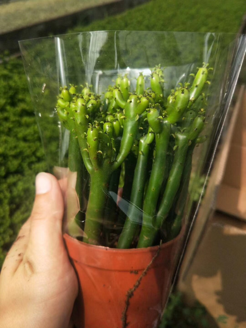 各种多肉组合起球应有尽有