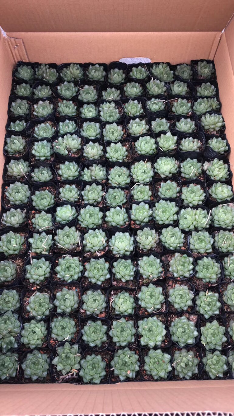 各种多肉组合起球应有尽有