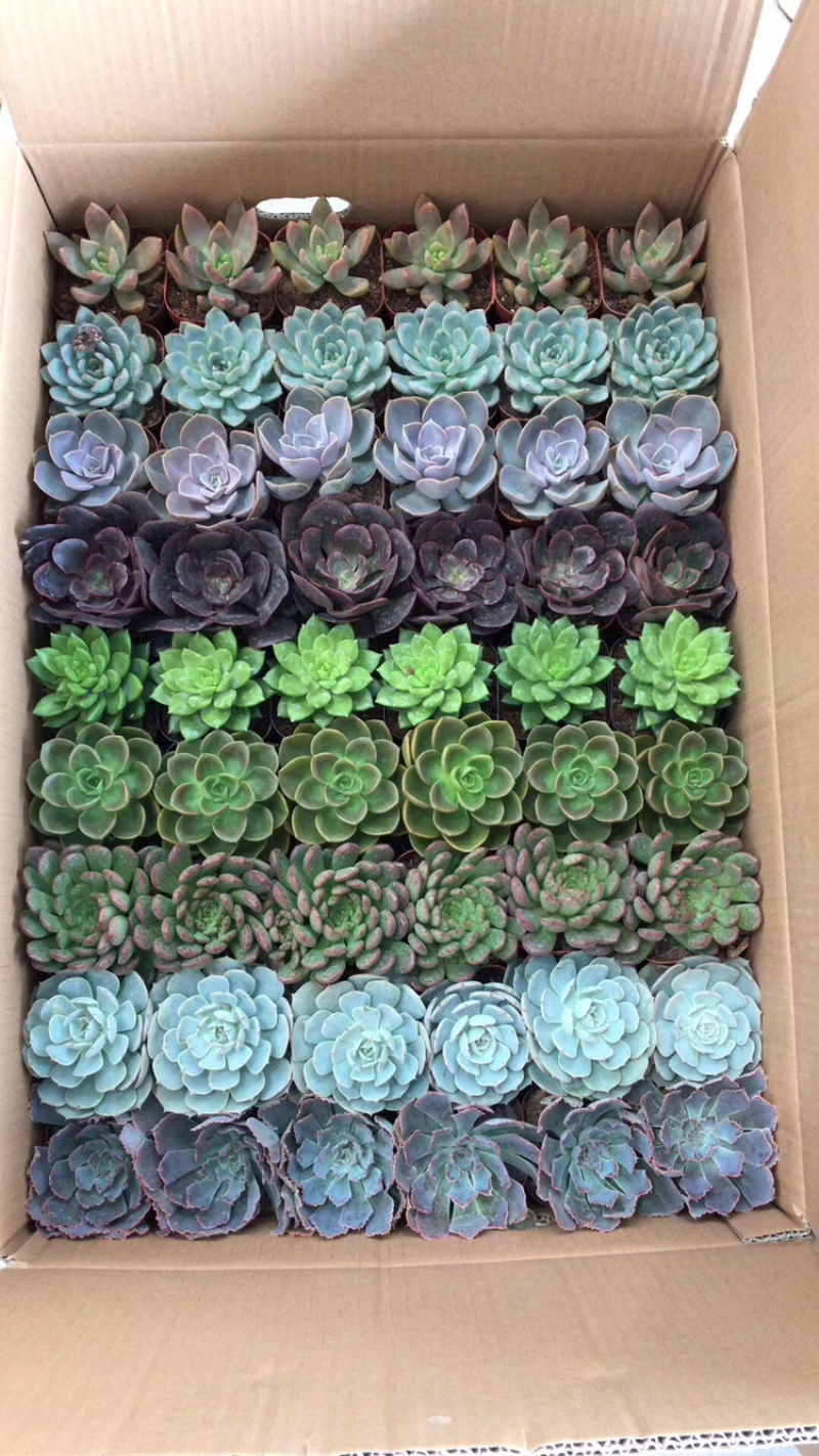 各种多肉组合起球应有尽有