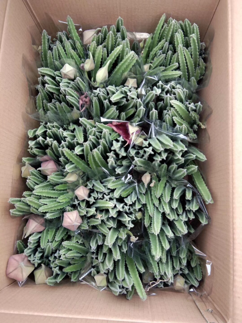 各种多肉组合起球应有尽有