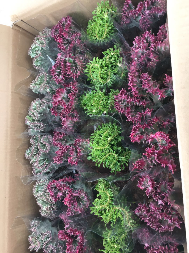 各种多肉组合起球应有尽有