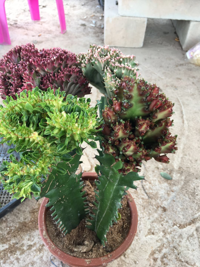 各种多肉组合起球应有尽有