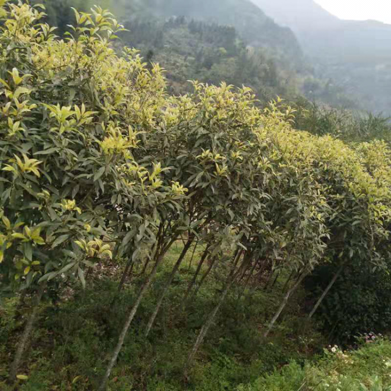 基地直销桂花苗月月桂八月桂红丹桂九龙桂绿化园林庭院香花树