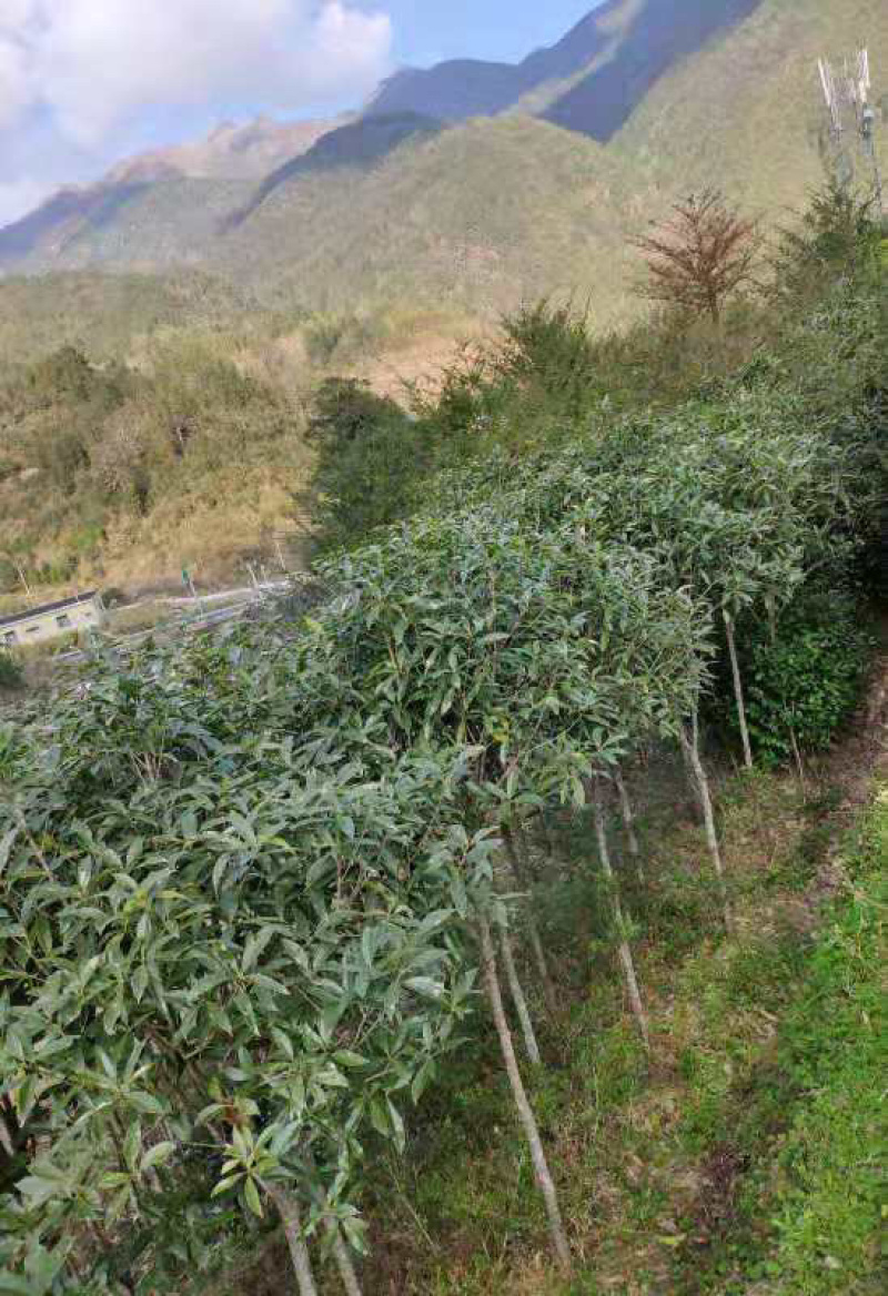 基地直销桂花苗月月桂八月桂红丹桂九龙桂绿化园林庭院香花树