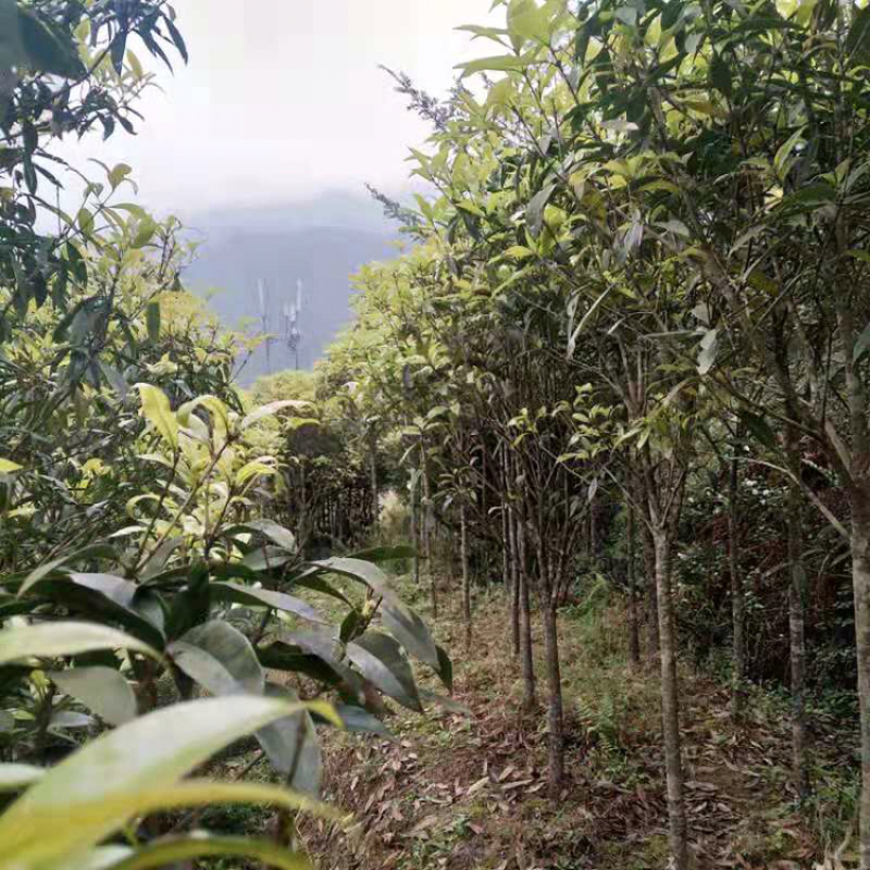 基地直销桂花苗月月桂八月桂红丹桂九龙桂绿化园林庭院香花树