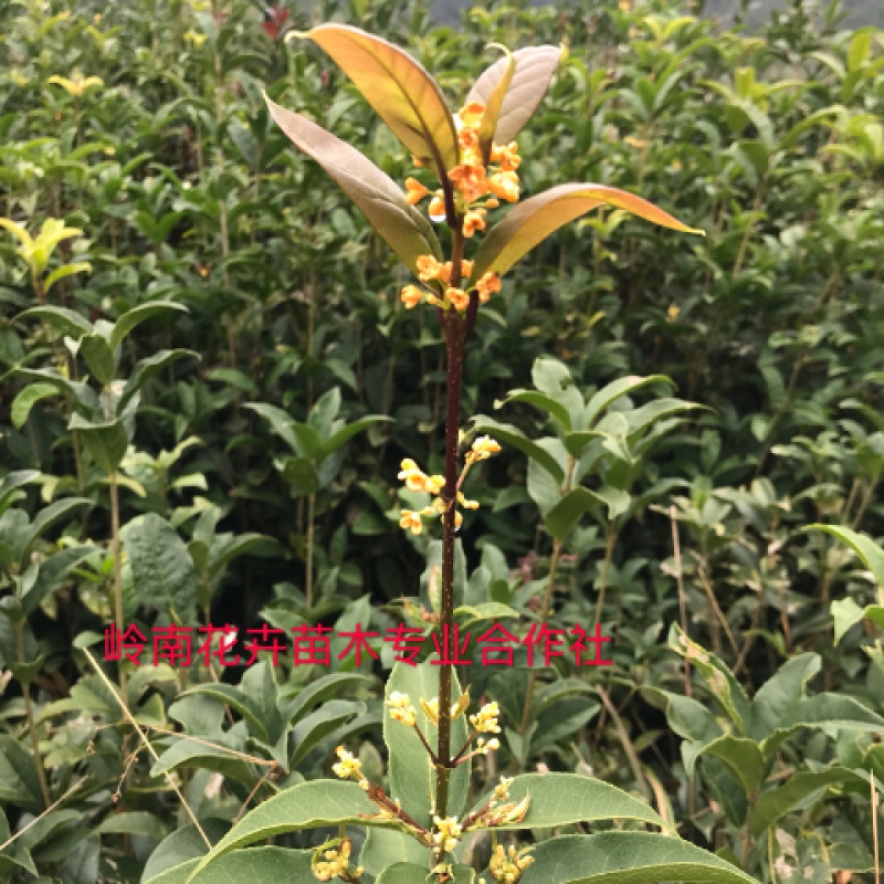 基地直销桂花苗月月桂八月桂红丹桂九龙桂绿化园林庭院香花树