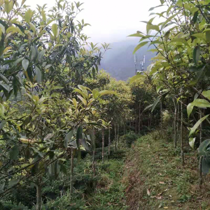基地直销桂花苗月月桂八月桂红丹桂九龙桂绿化园林庭院香花树