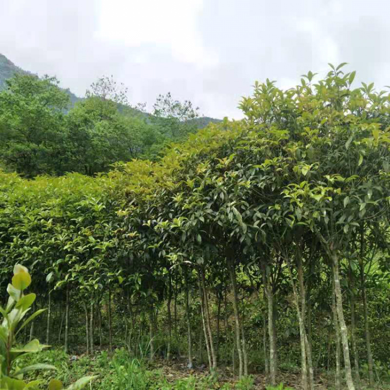 基地直销桂花苗月月桂八月桂红丹桂九龙桂绿化园林庭院香花树