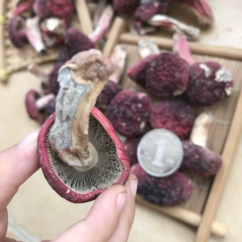 野生红菌，福建野生红菇，中菇蕾，大量批发价格