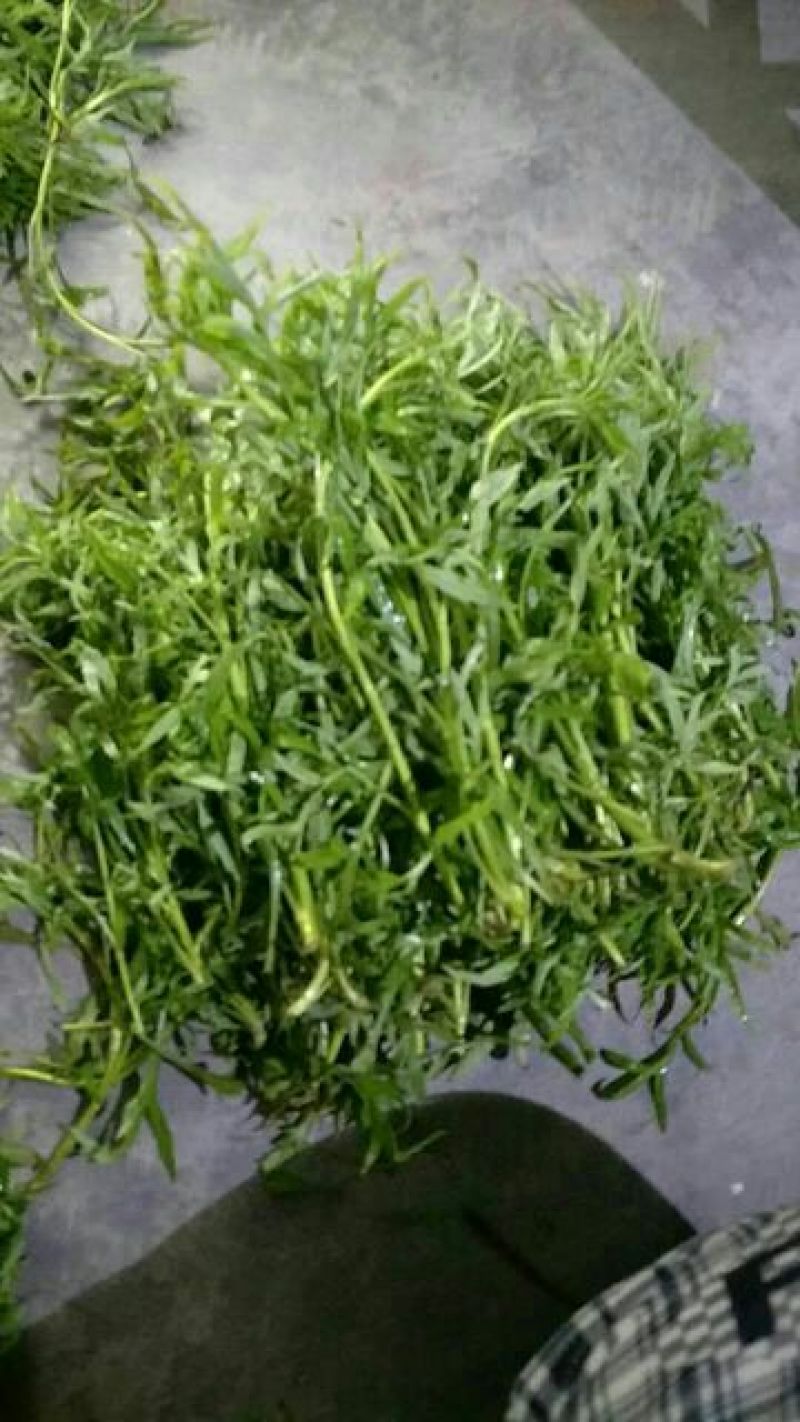 芦篙