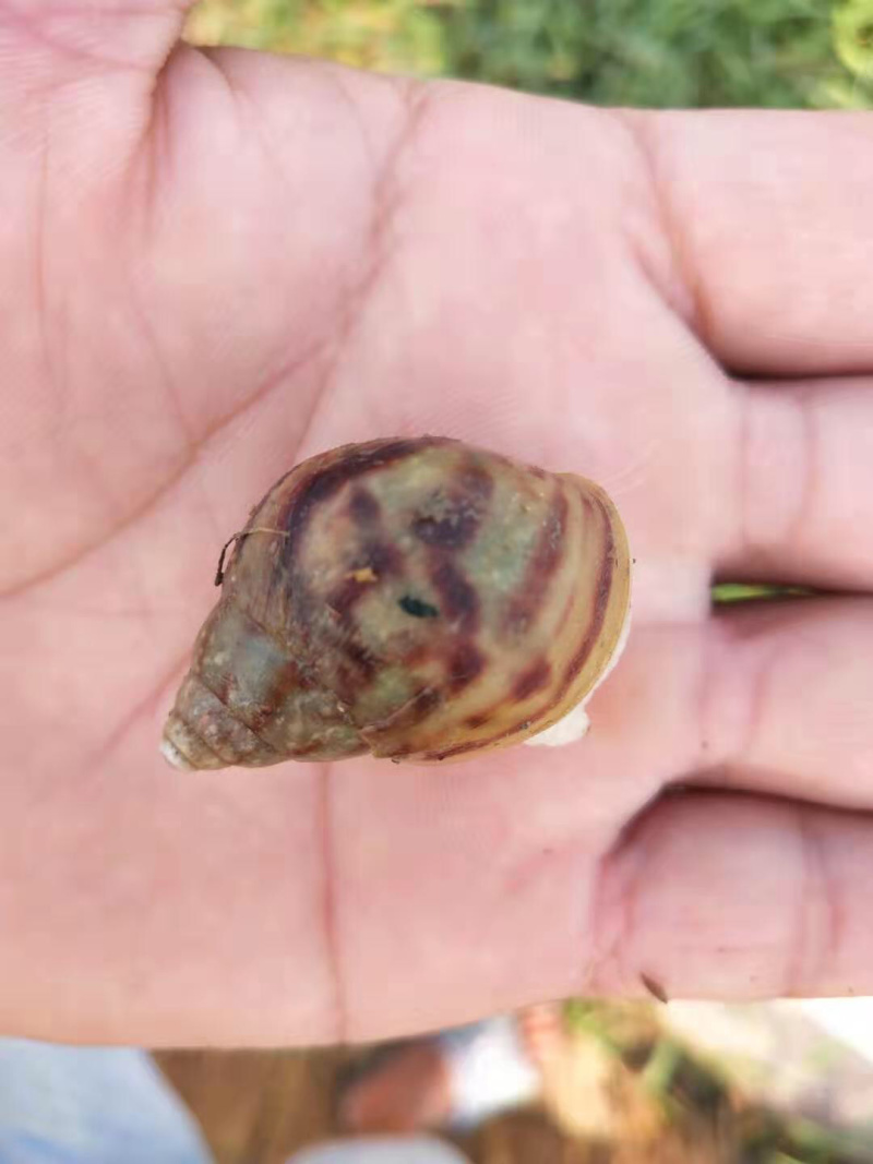 白玉蜗牛这个不起眼的东西，年收入百万